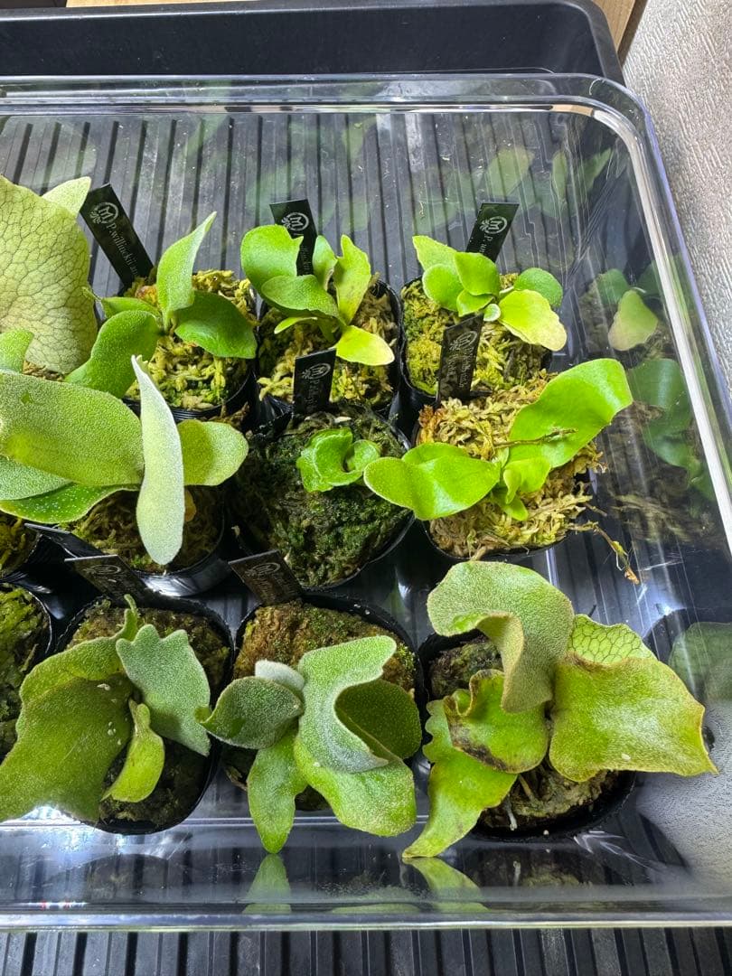 ビカクシダ15種