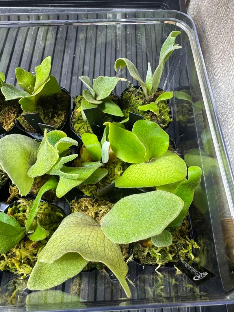 ビカクシダ15種