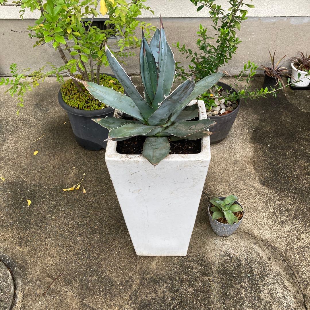 アガベ チタノタブルー 大株 屋外でワイルドな仕上がり。（上から目視