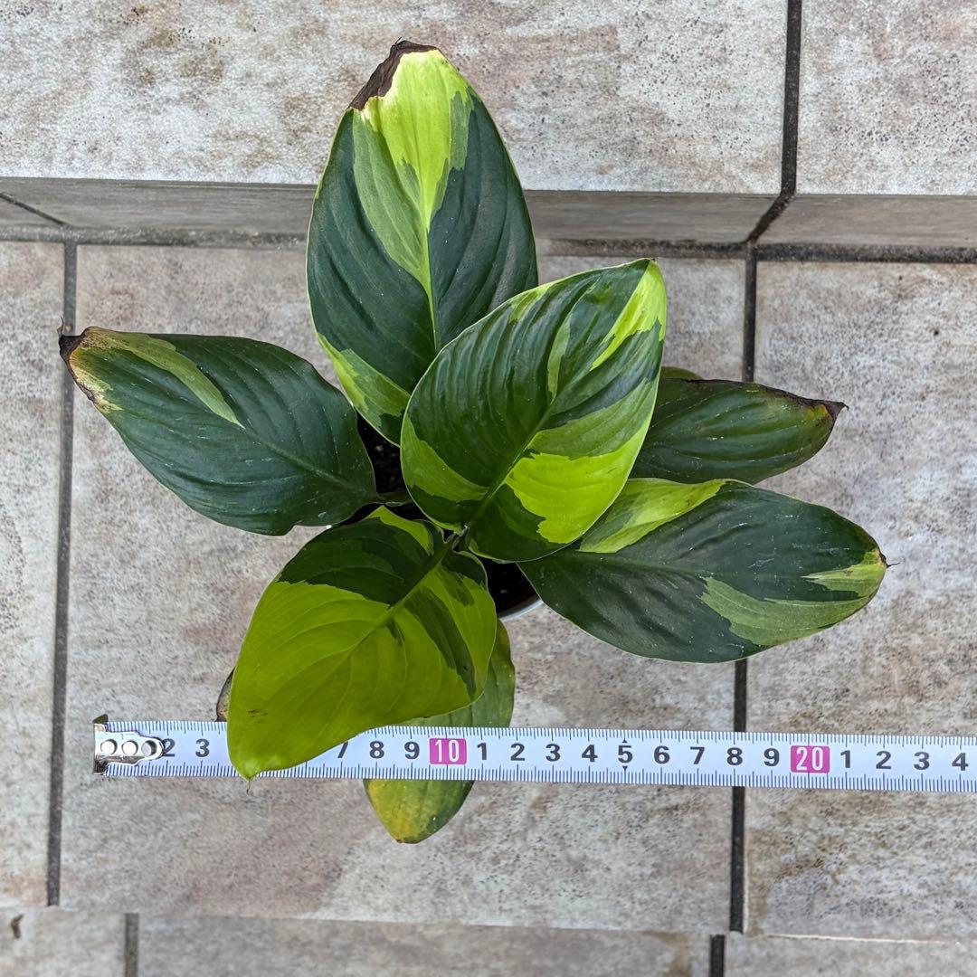 スパティフィラム 黄斑 約3.5号鉢 No.001 鉢、送料込 - メルカリ