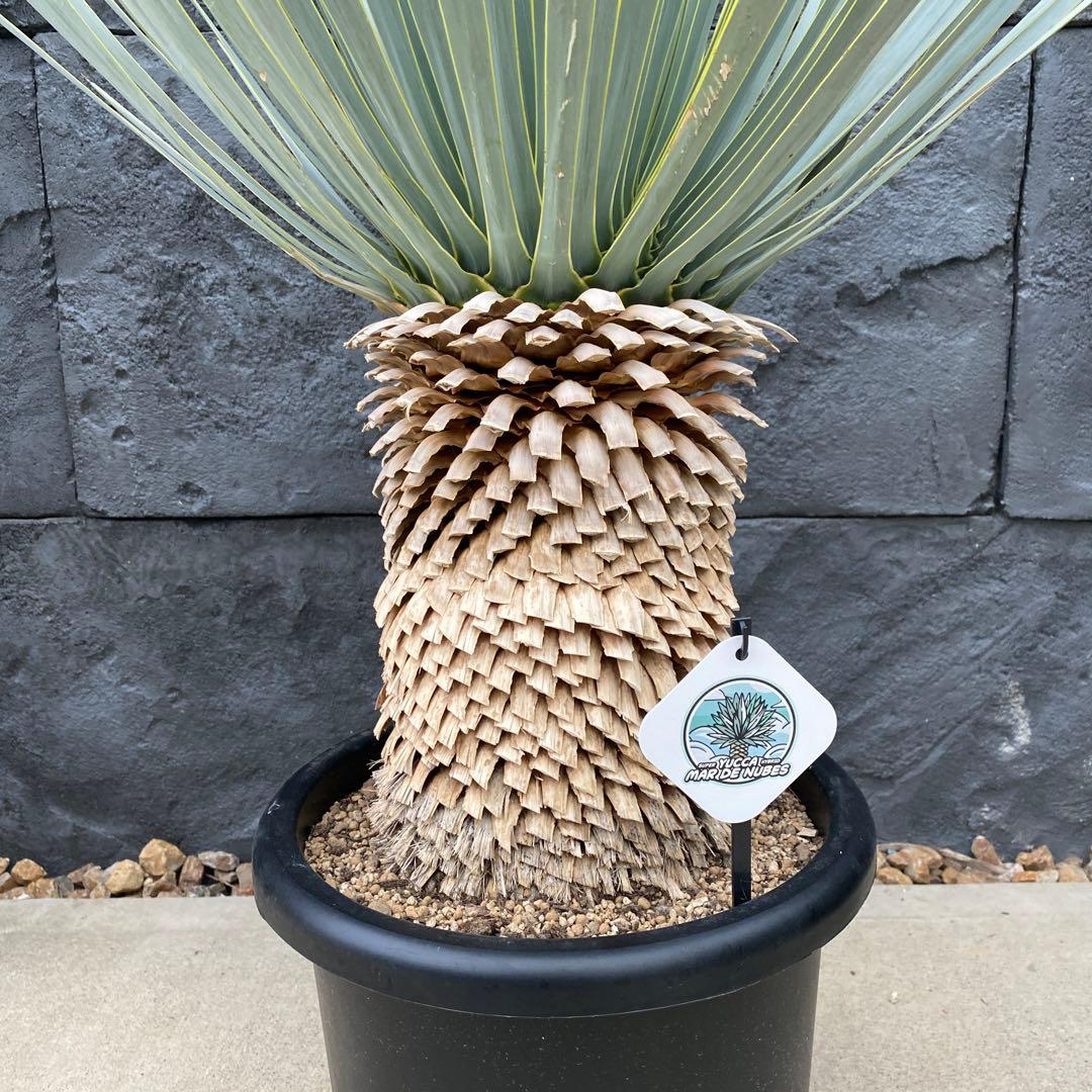 マルデヌベスverロスト　18