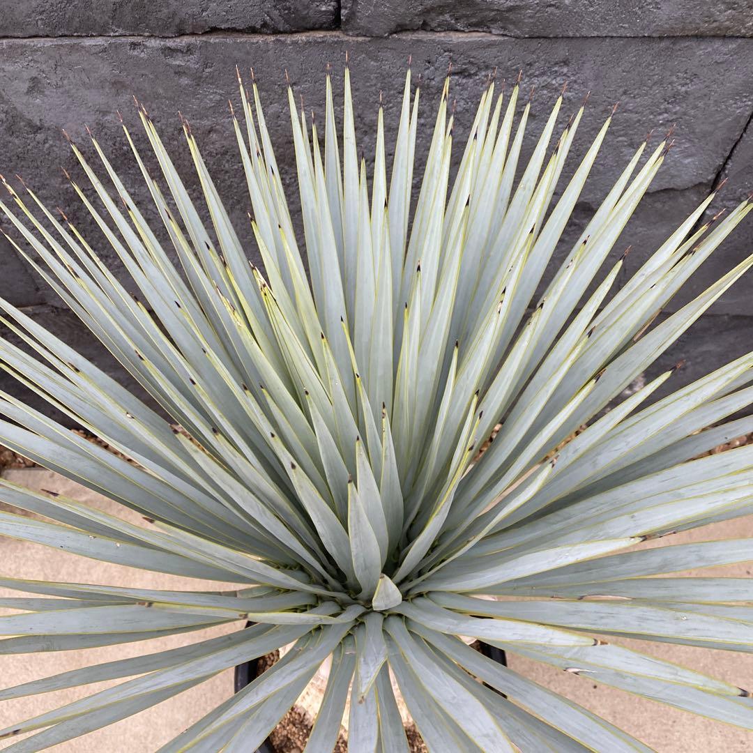 マルデヌベスverロスト　18