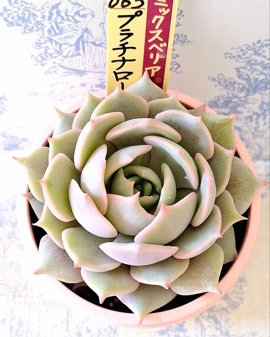 プラチナローズ札付きポットごとメルカリ便おらいさん苗ミックスベリア