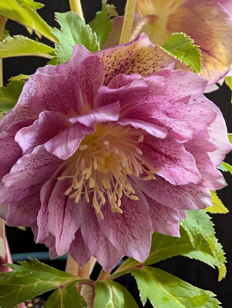 ☆クリスマスローズ：広瀬園芸【ピンク系のまんまる多弁花細かい