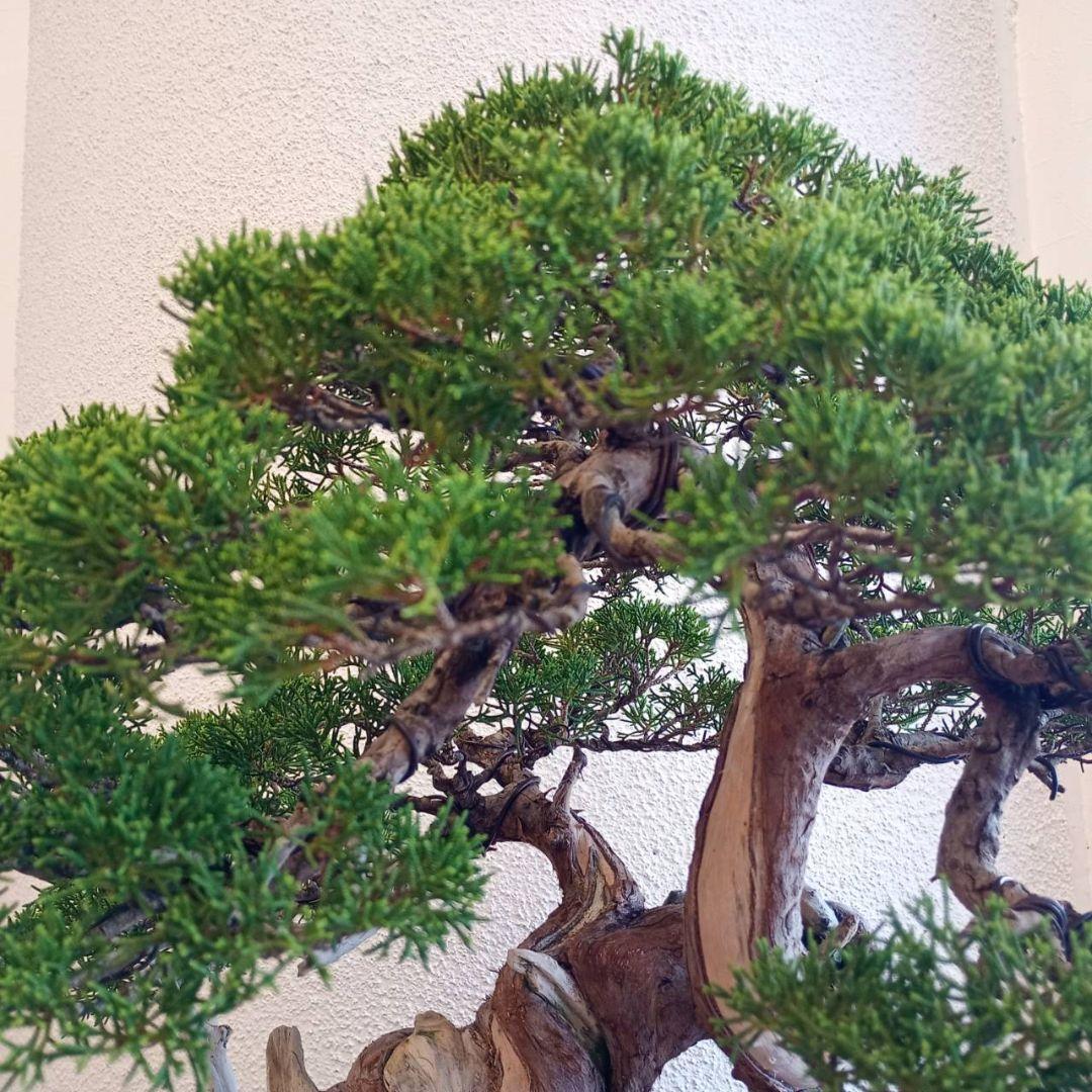 盆栽 真柏　樹高鉢底より約50cm