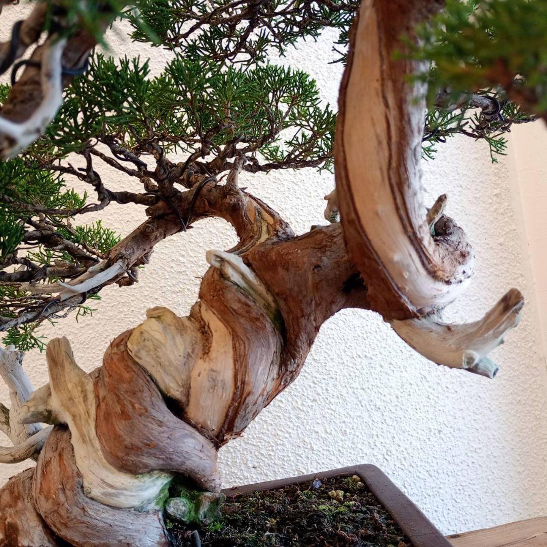 盆栽 真柏　樹高鉢底より約50cm