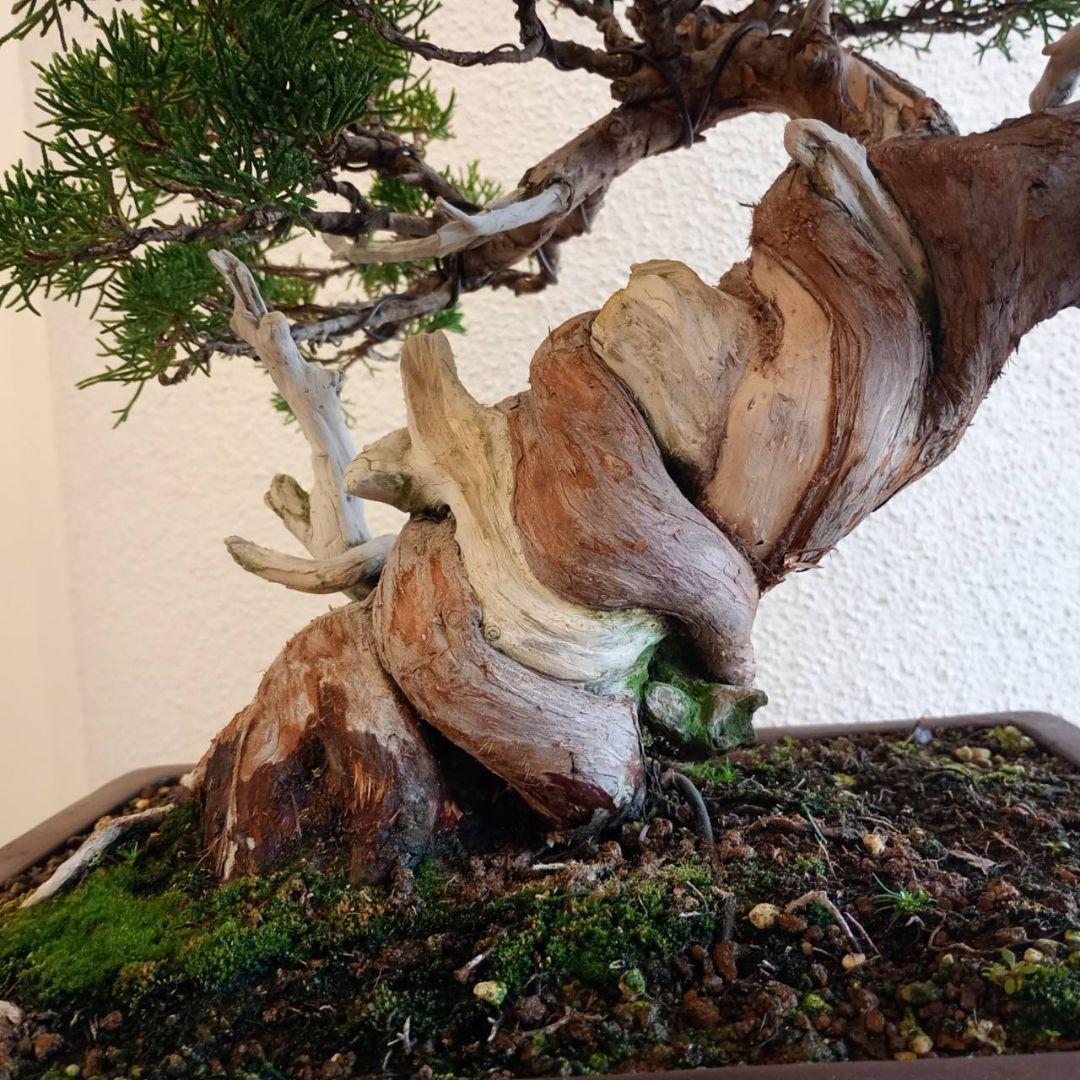 盆栽 真柏　樹高鉢底より約50cm