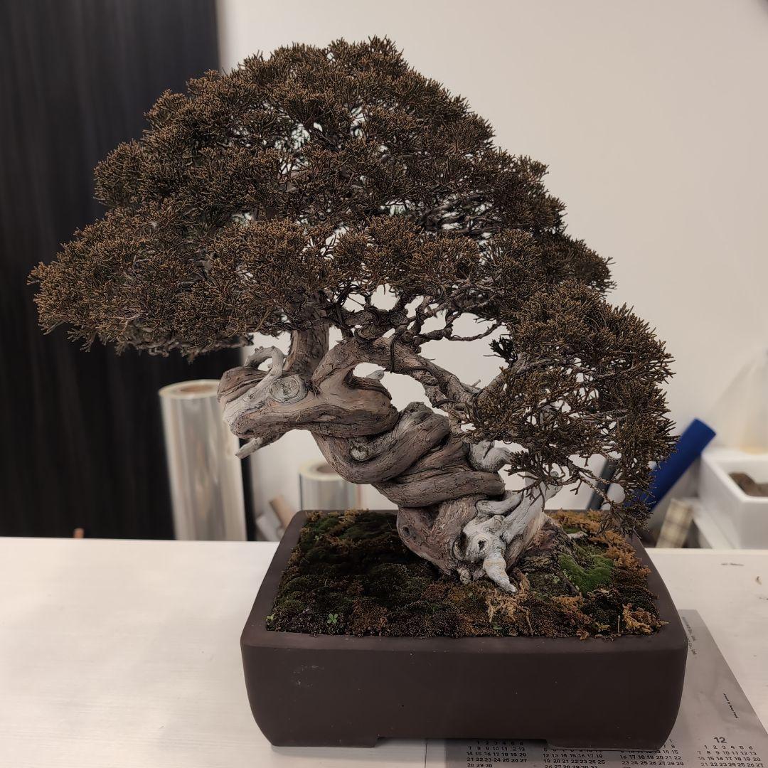 盆栽 真柏　樹高鉢底より約50cm