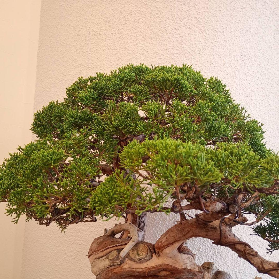 盆栽 真柏　樹高鉢底より約50cm