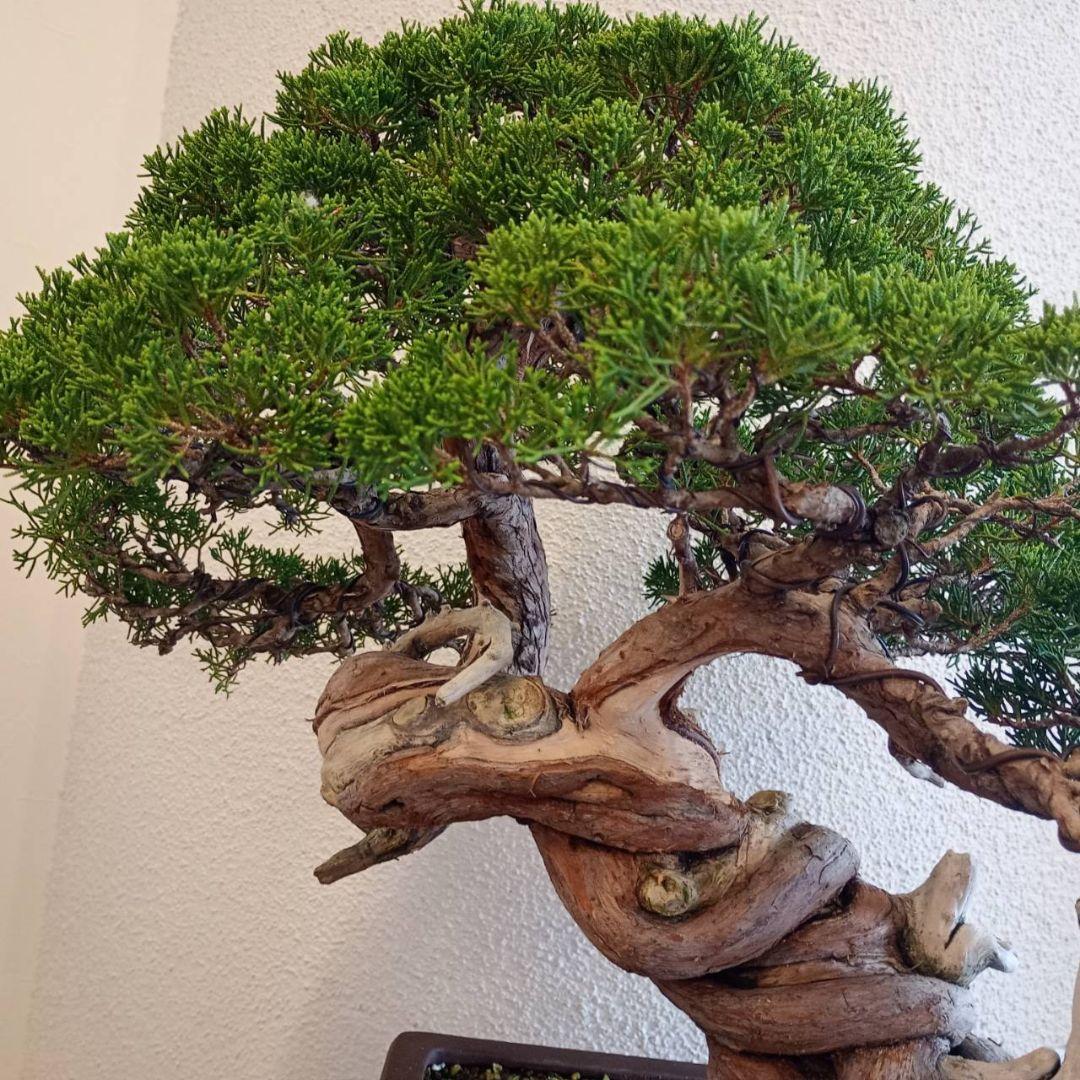 盆栽 真柏　樹高鉢底より約50cm