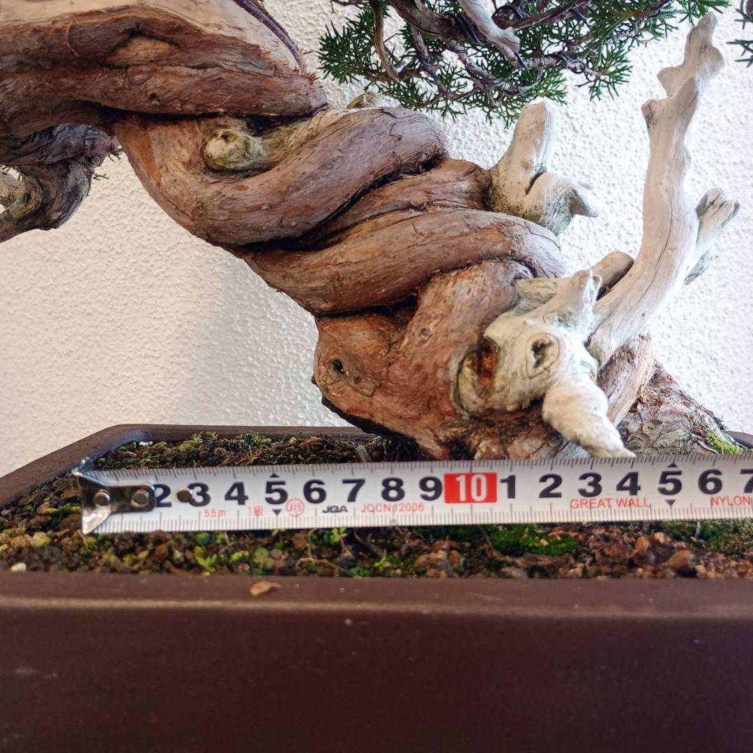 盆栽 真柏　樹高鉢底より約50cm