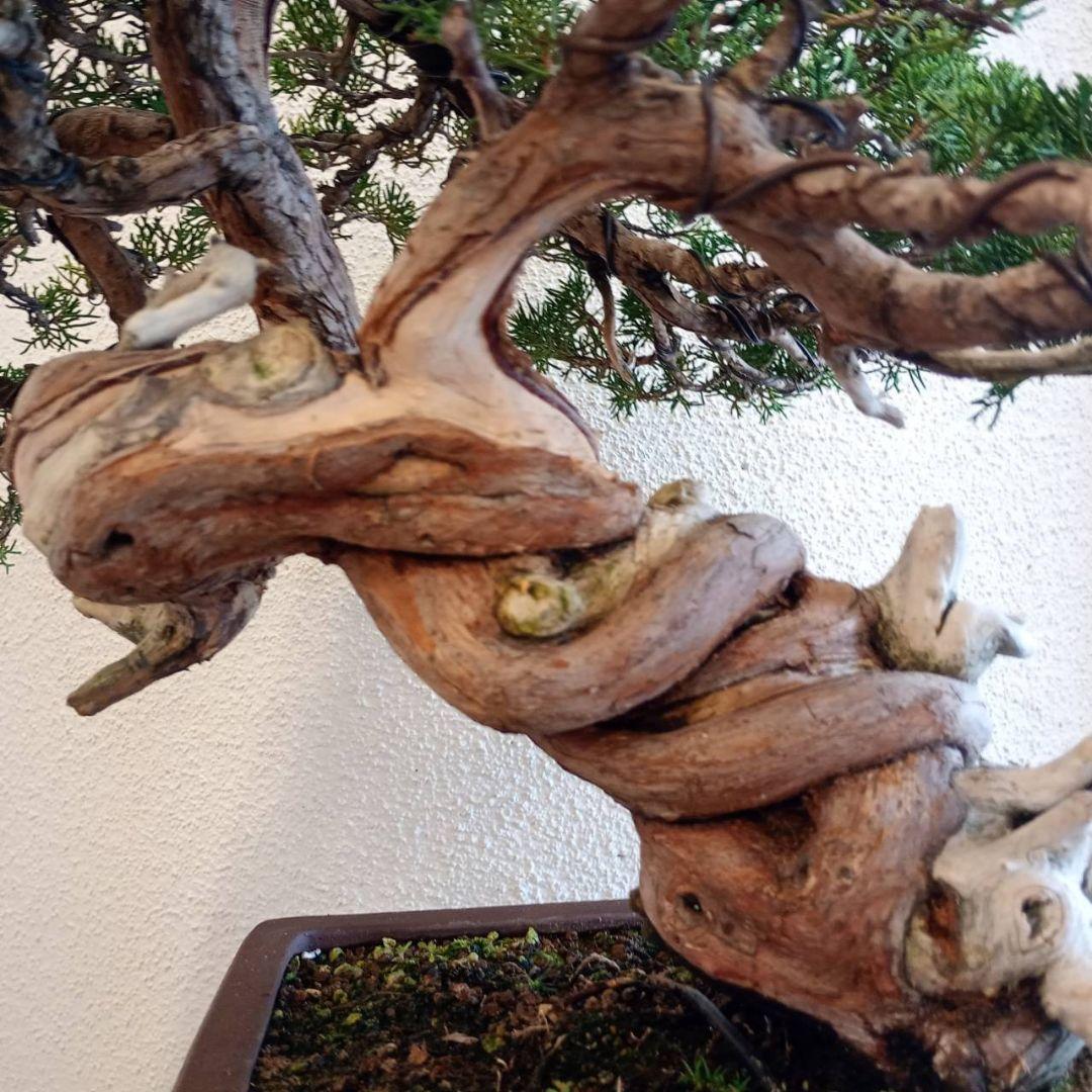 盆栽 真柏　樹高鉢底より約50cm