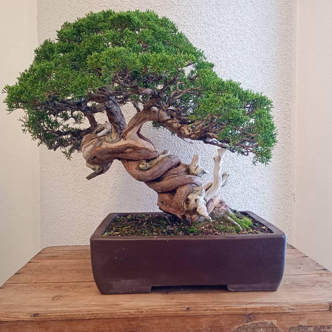 盆栽 真柏　樹高鉢底より約50cm