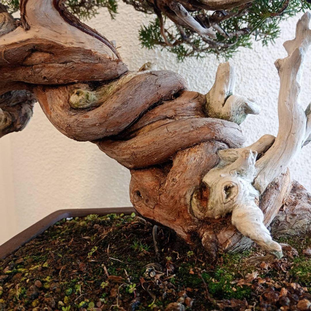 盆栽 真柏　樹高鉢底より約50cm