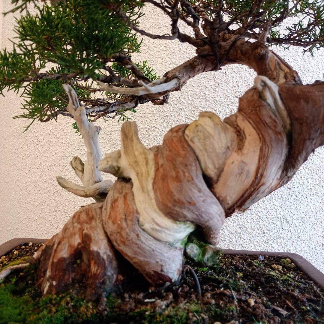 盆栽 真柏　樹高鉢底より約50cm