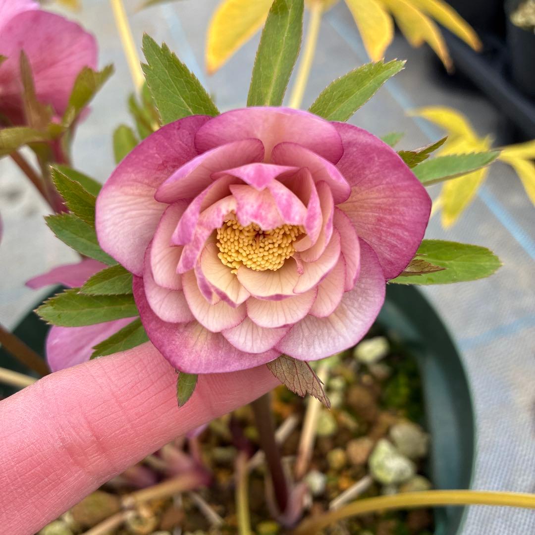 クリスマスローズ ピンク オーレア 6寸 - メルカリ