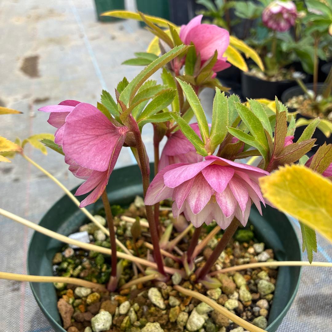 クリスマスローズ ピンク オーレア 6寸 - メルカリ