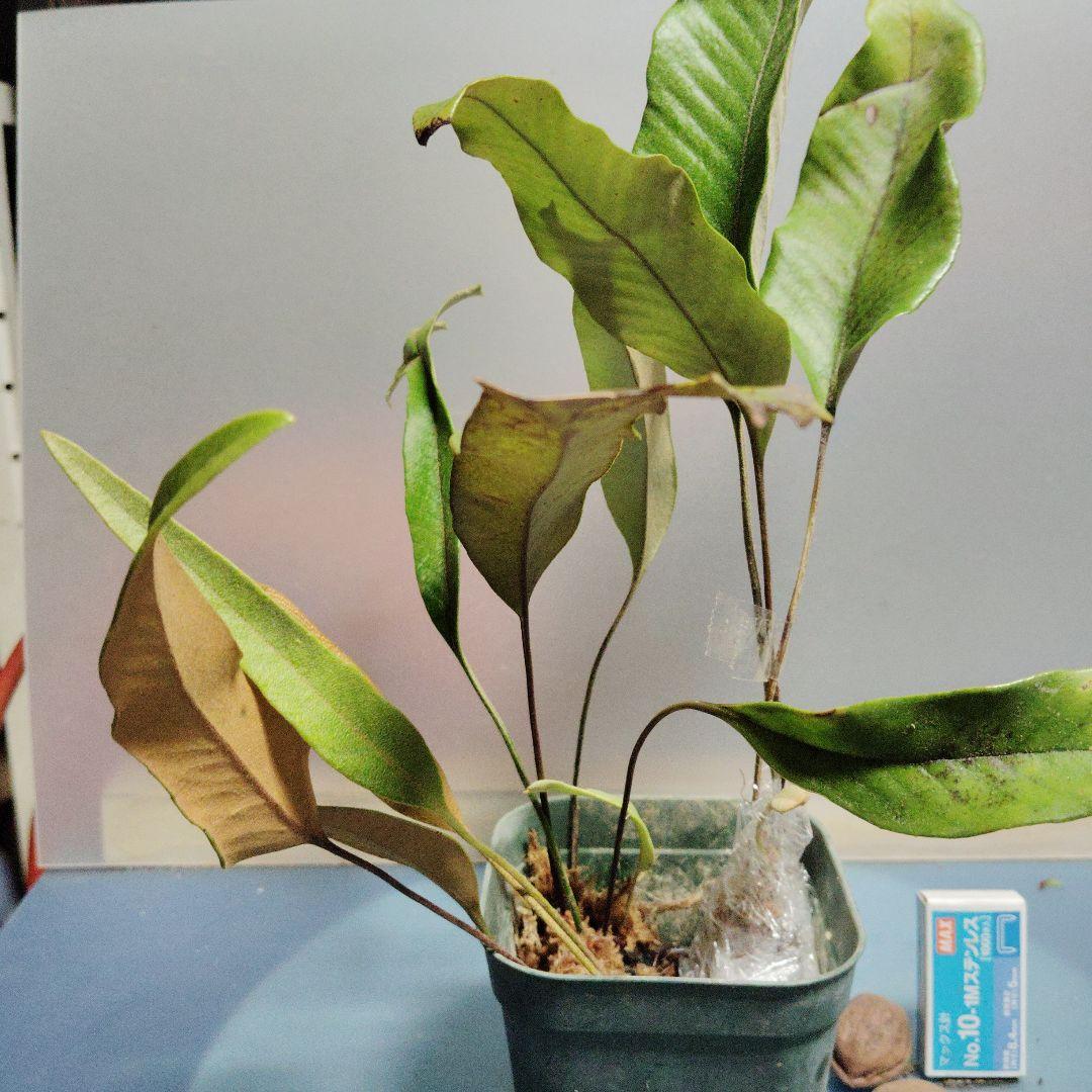 ヒトツバ3種類まとめて（②獅子、③派生、④普通） シダ 抜き苗