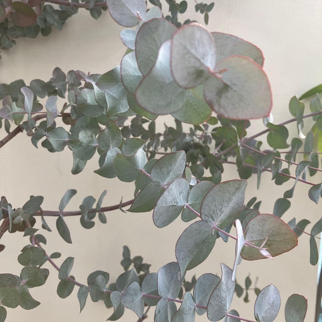 ユーカリ　シネレア　銀丸葉ユーカリ　常緑樹