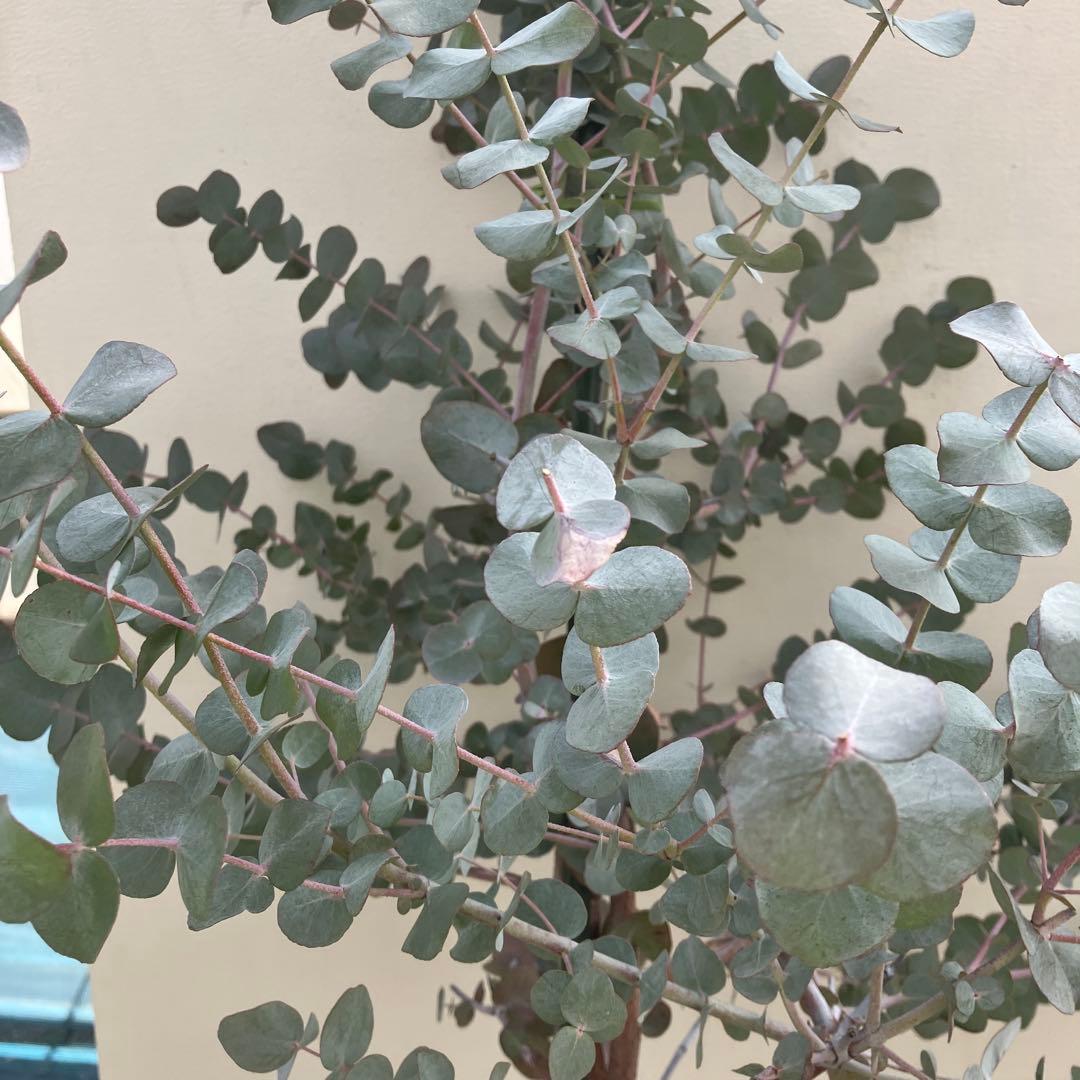 ユーカリ　シネレア　銀丸葉ユーカリ　常緑樹