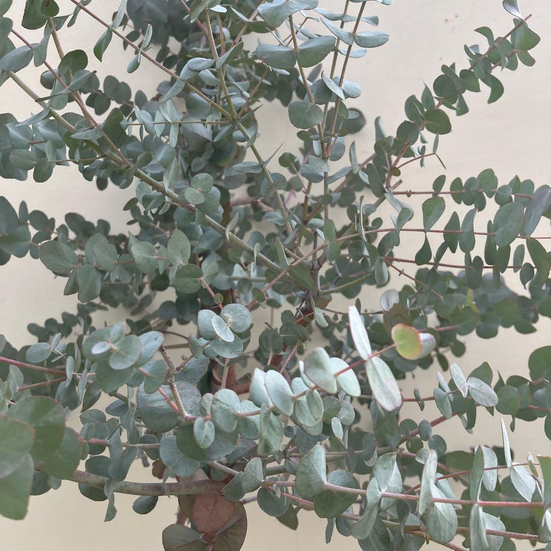 ユーカリ　シネレア　銀丸葉ユーカリ　常緑樹