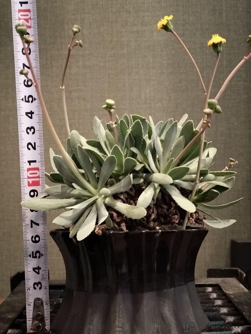 オトンナ レトロルサ 礎礎 鉢 発根 現地球 検)カタフ パキプス コミフォラ