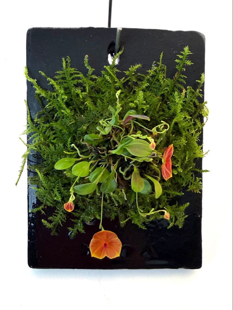 その他観葉植物 Lepanthes telipogoniflora