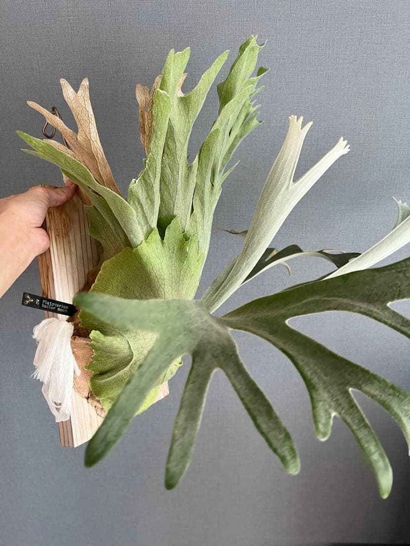 ビカクシダ P.sailor moon 子株