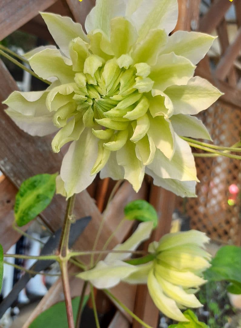 ♡きょこたん^_^様♡ 　　確認用　❤️ご連絡用❤️