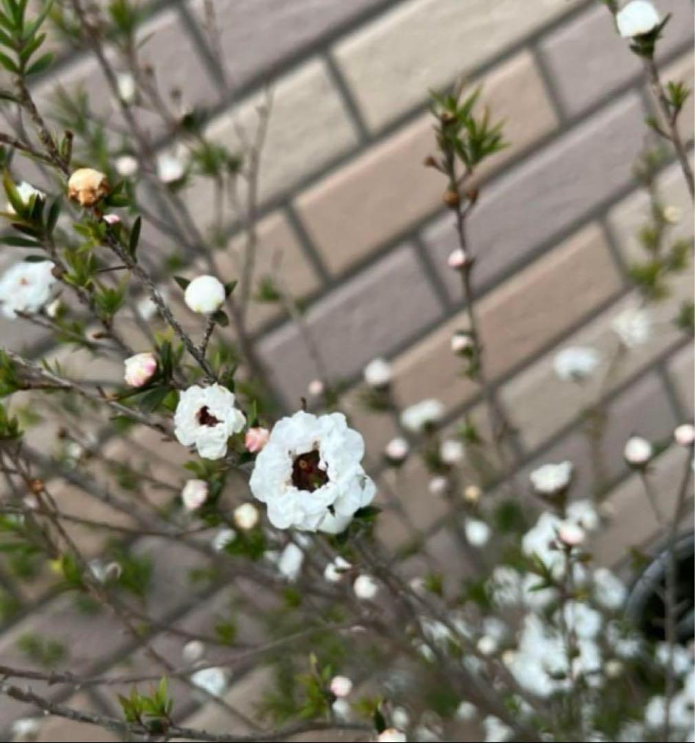 珍しい✨種 八重咲ギョリュウバイ 白2粒✨オージープランツ 人気