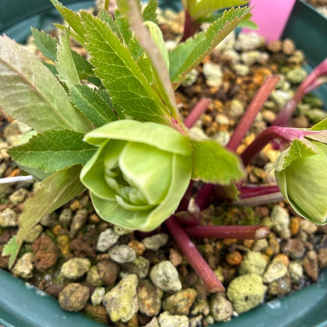 クリスマスローズ　白抜　赤軸　超希少　グリーンオーレア　ゴールド　７寸