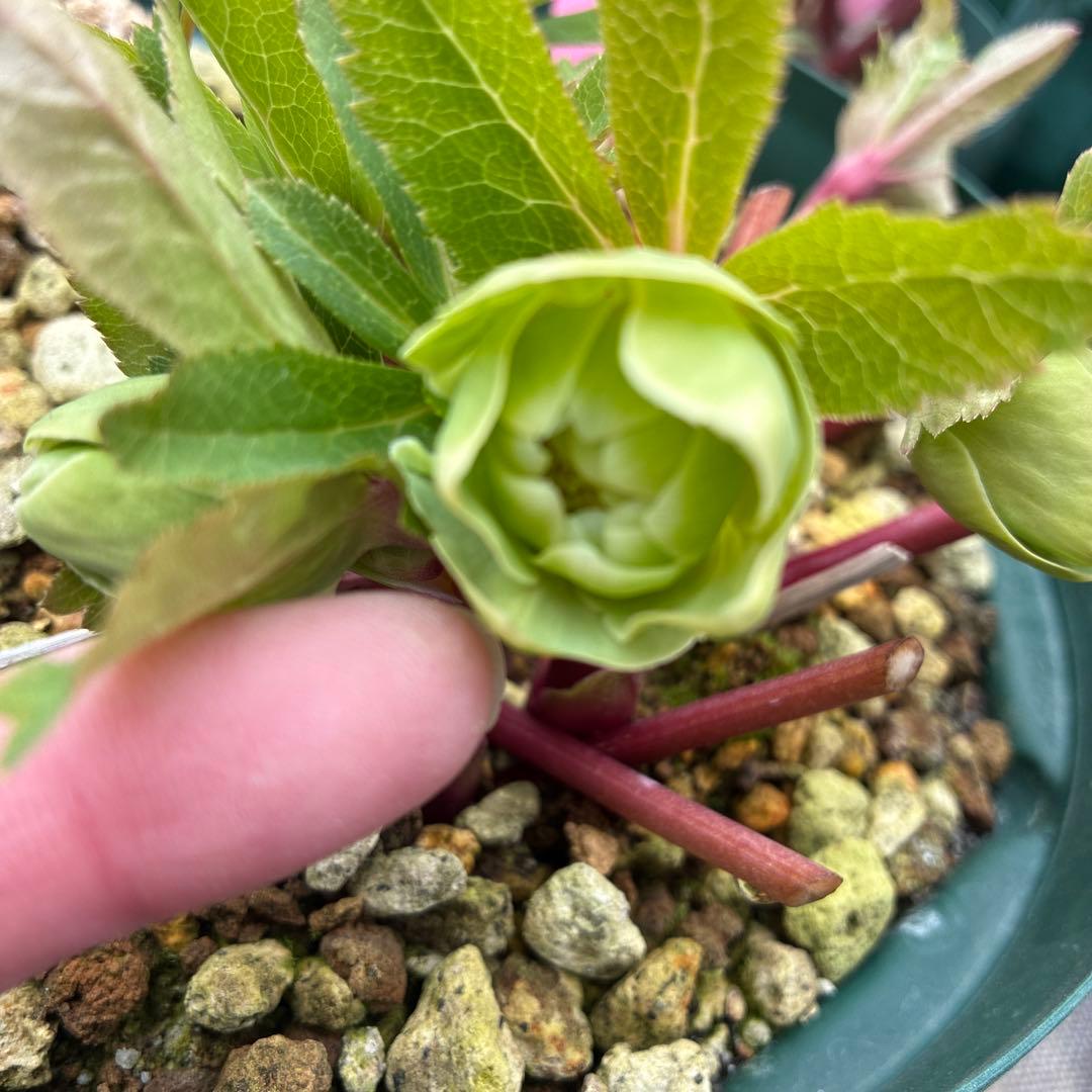 クリスマスローズ　白抜　赤軸　超希少　グリーンオーレア　ゴールド　７寸