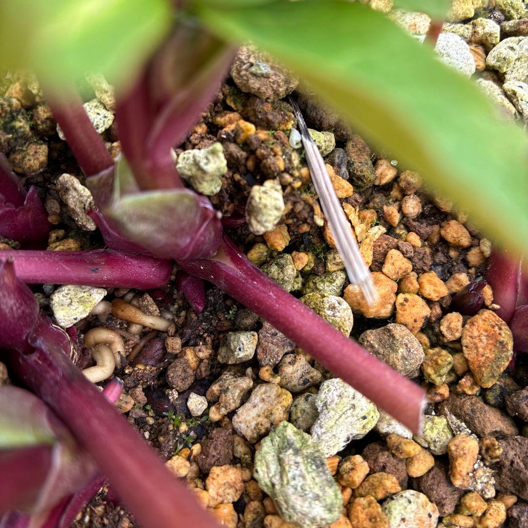 クリスマスローズ　白抜　赤軸　超希少　グリーンオーレア　ゴールド　７寸