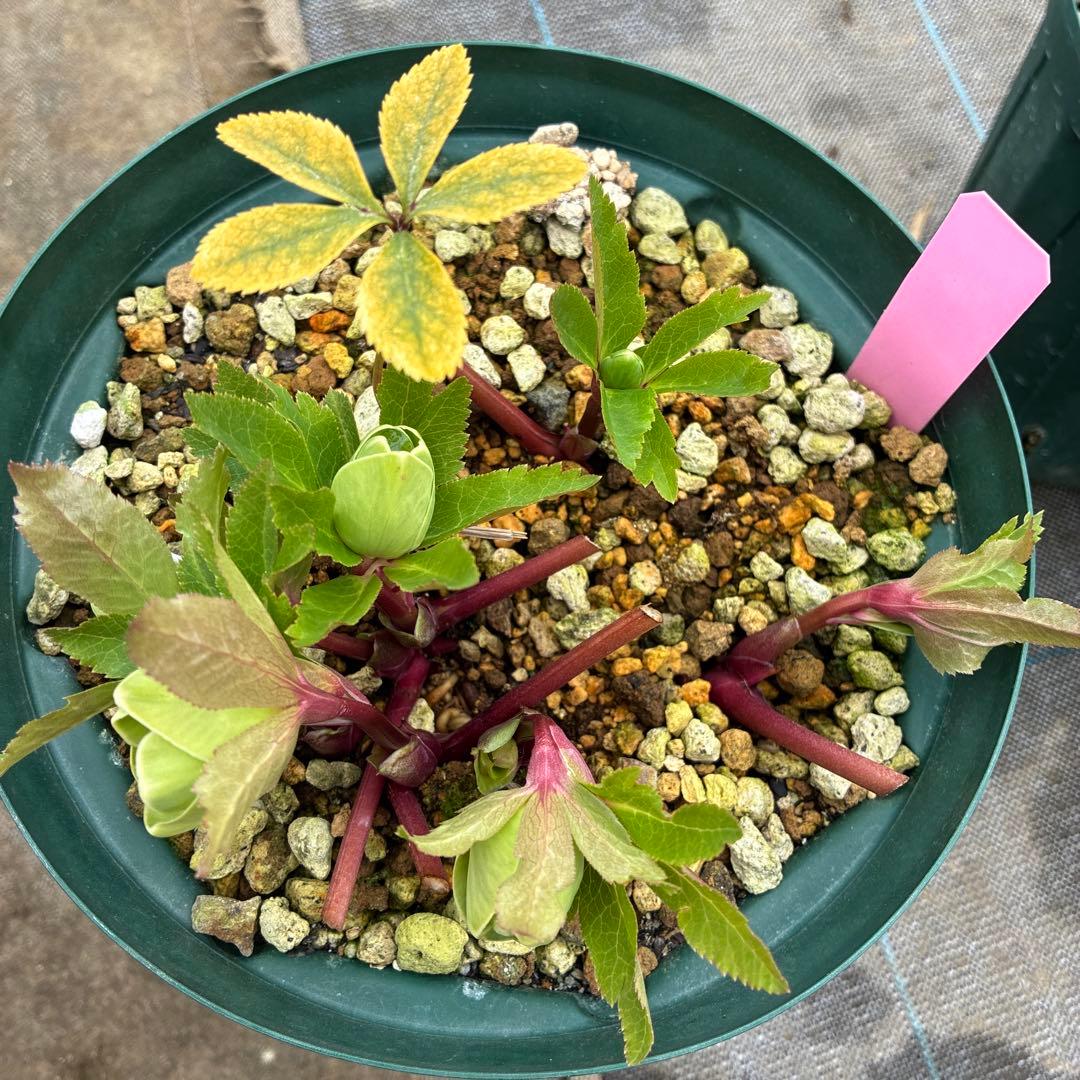 クリスマスローズ　白抜　赤軸　超希少　グリーンオーレア　ゴールド　７寸