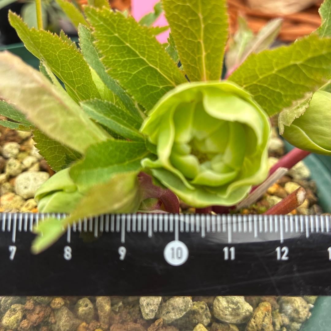 クリスマスローズ　白抜　赤軸　超希少　グリーンオーレア　ゴールド　７寸