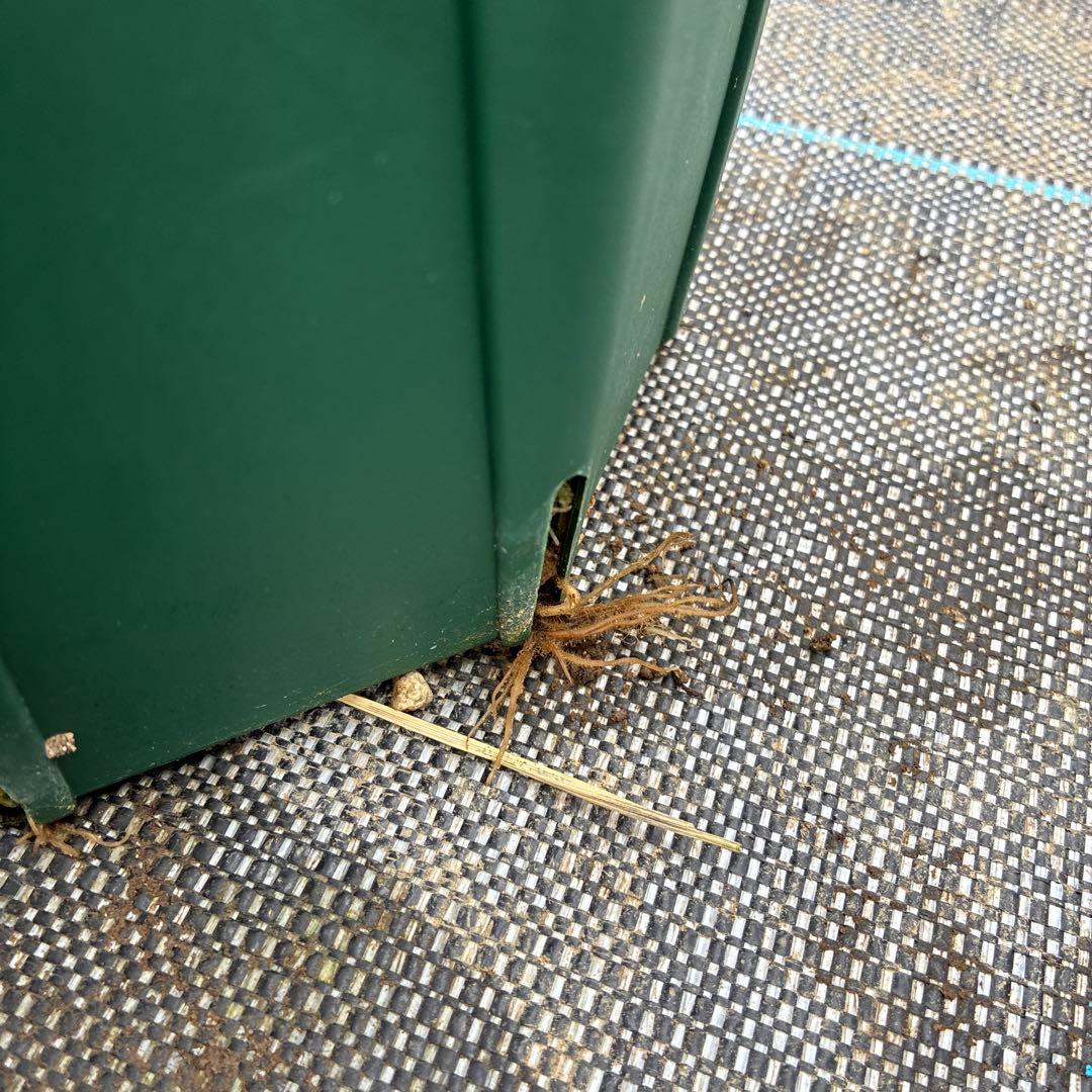 クリスマスローズ　白抜　赤軸　超希少　グリーンオーレア　ゴールド　７寸