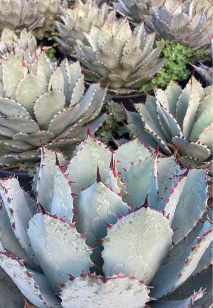 アガベパリーハイブリッドパリー