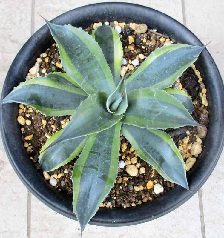 現品】アガベ・オバティフォリア・オルカ 8号 3R番 - メルカリ