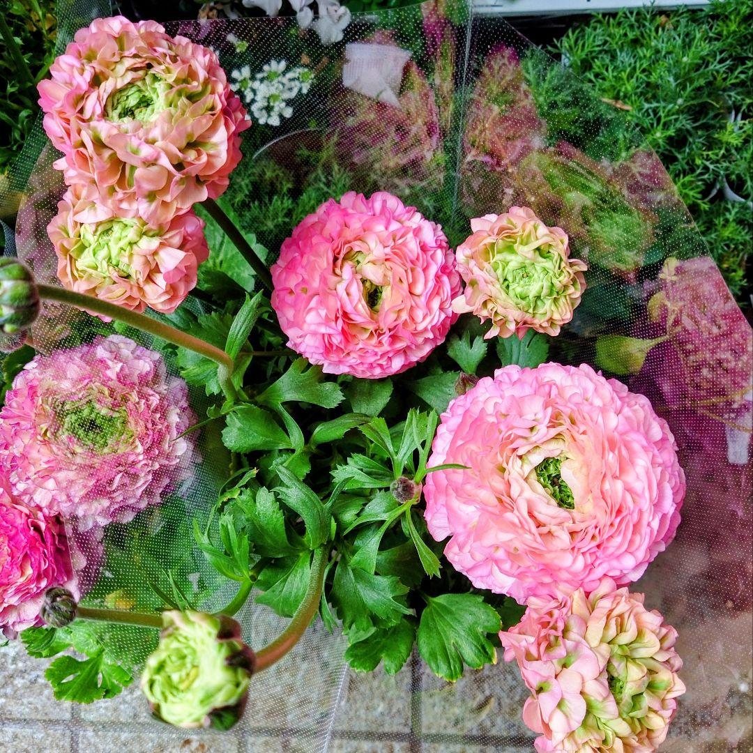 宿根草【タグ付】ラナンキュラスポンポン『アリス』4号【フェミニン