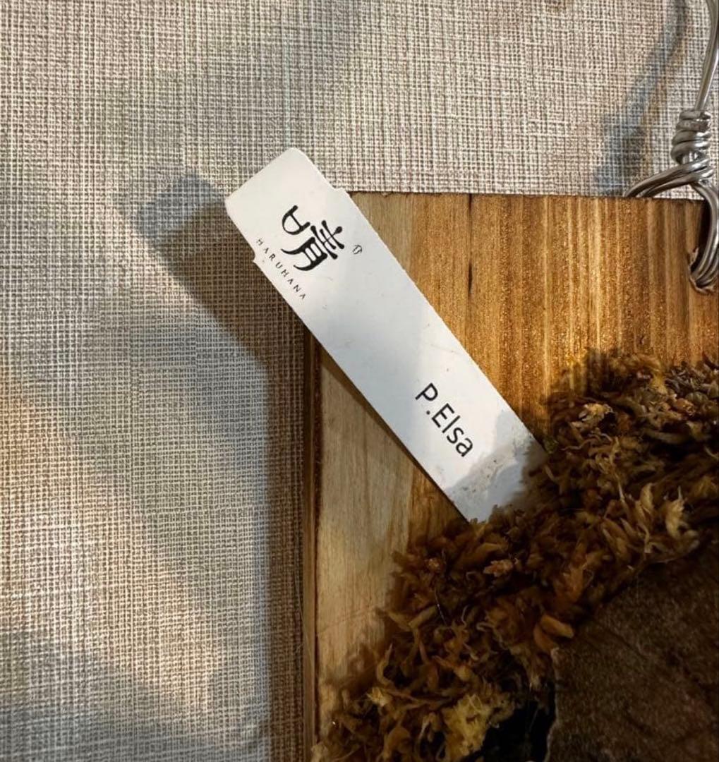 P.Elsa （oc）from晴花　中株サイズ