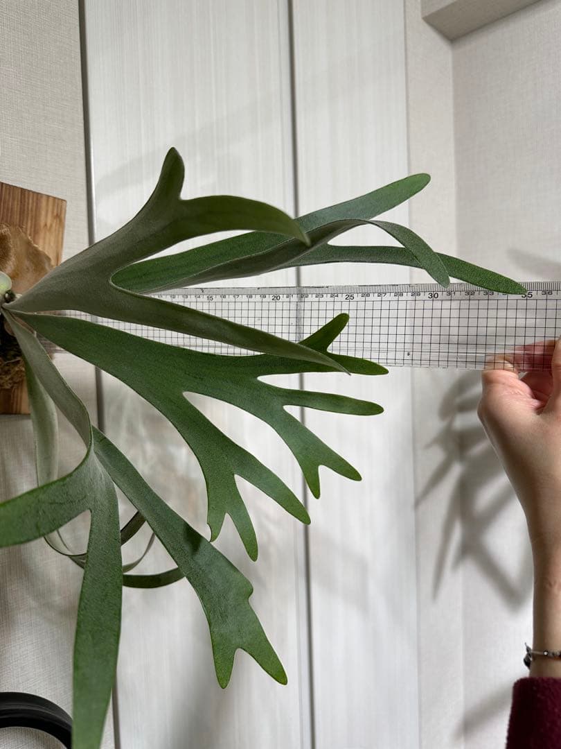 P.Elsa （oc）from晴花　中株サイズ