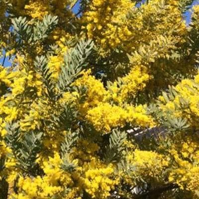 《現品》アカシア　ブルーブッシュ　樹高1.8ｍ（鉢含まず）41【コベニー/苗木】