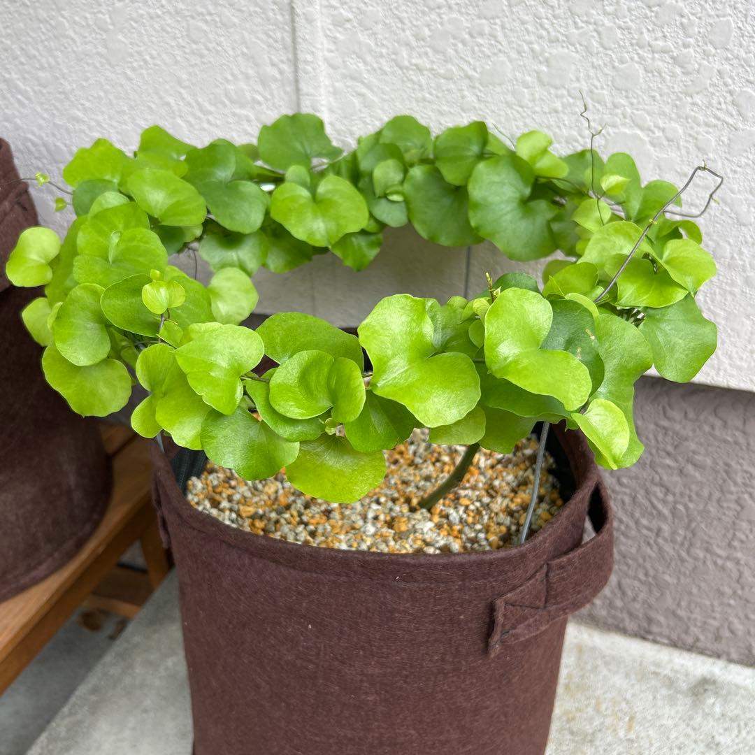 亀甲竜+キーホルダー