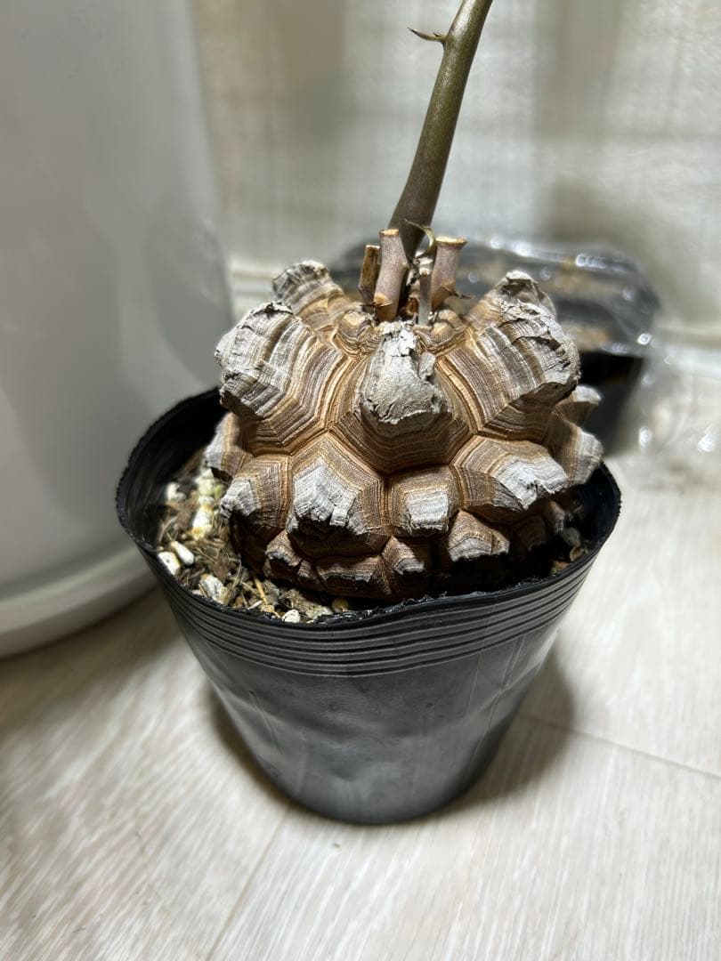 亀甲竜+キーホルダー