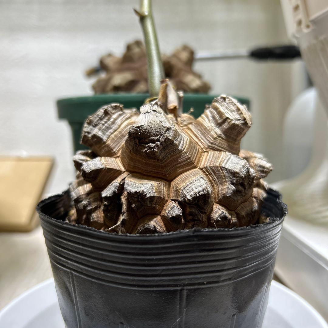 亀甲竜+キーホルダー