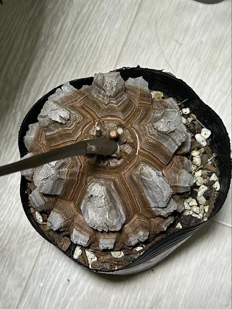 亀甲竜+キーホルダー