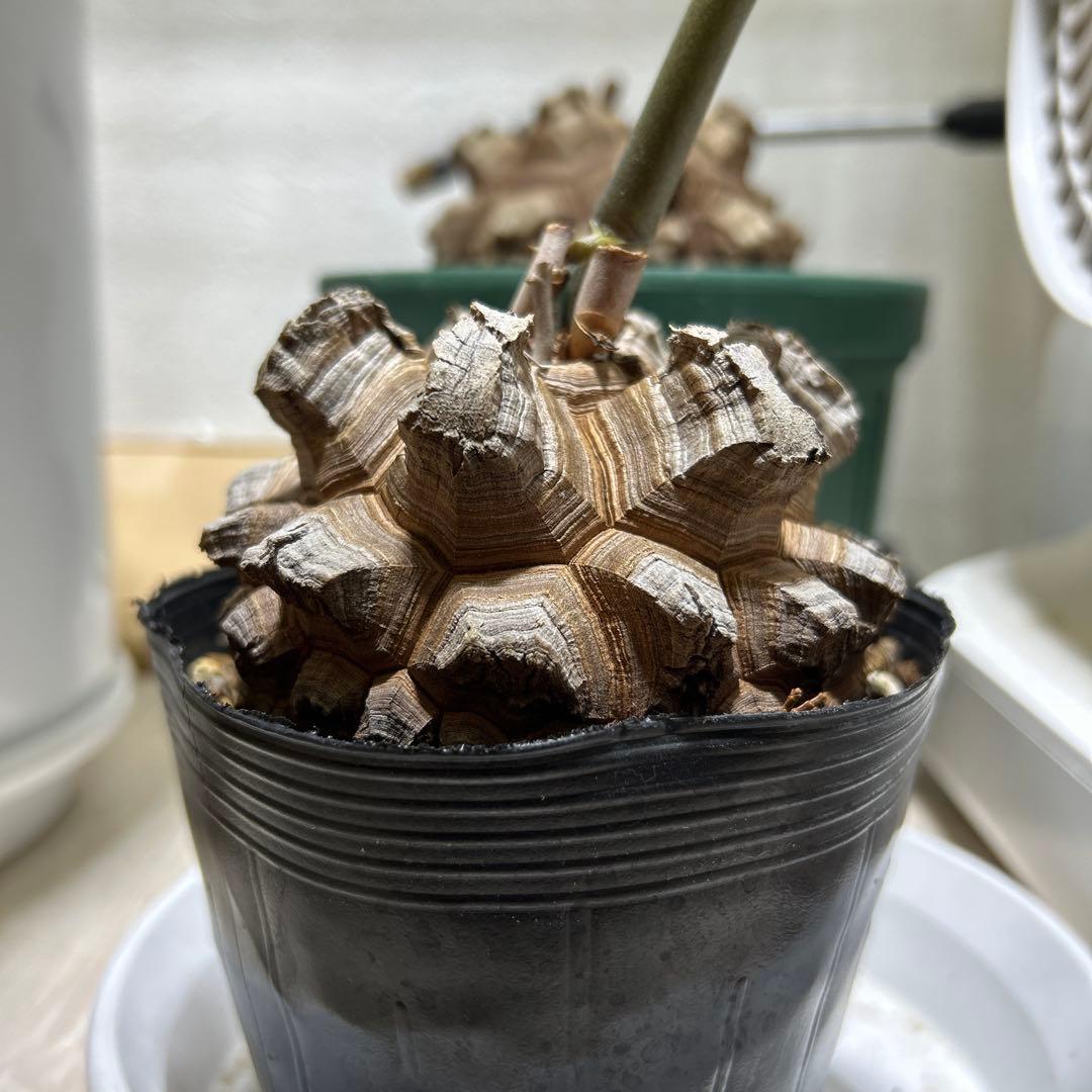 亀甲竜+キーホルダー