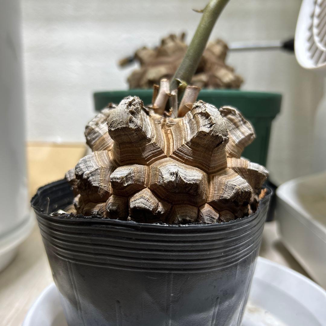 亀甲竜+キーホルダー