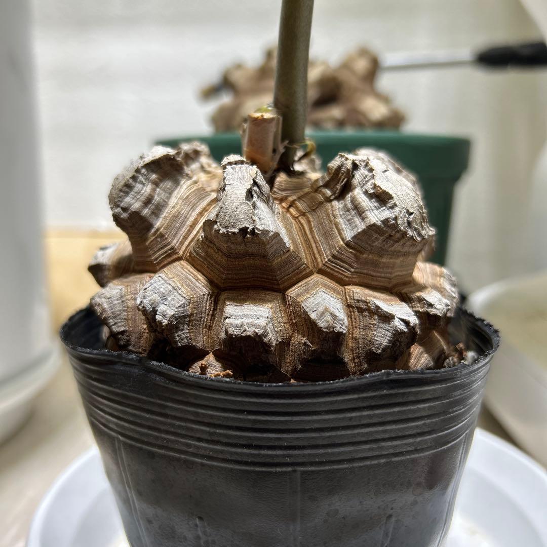 亀甲竜+キーホルダー