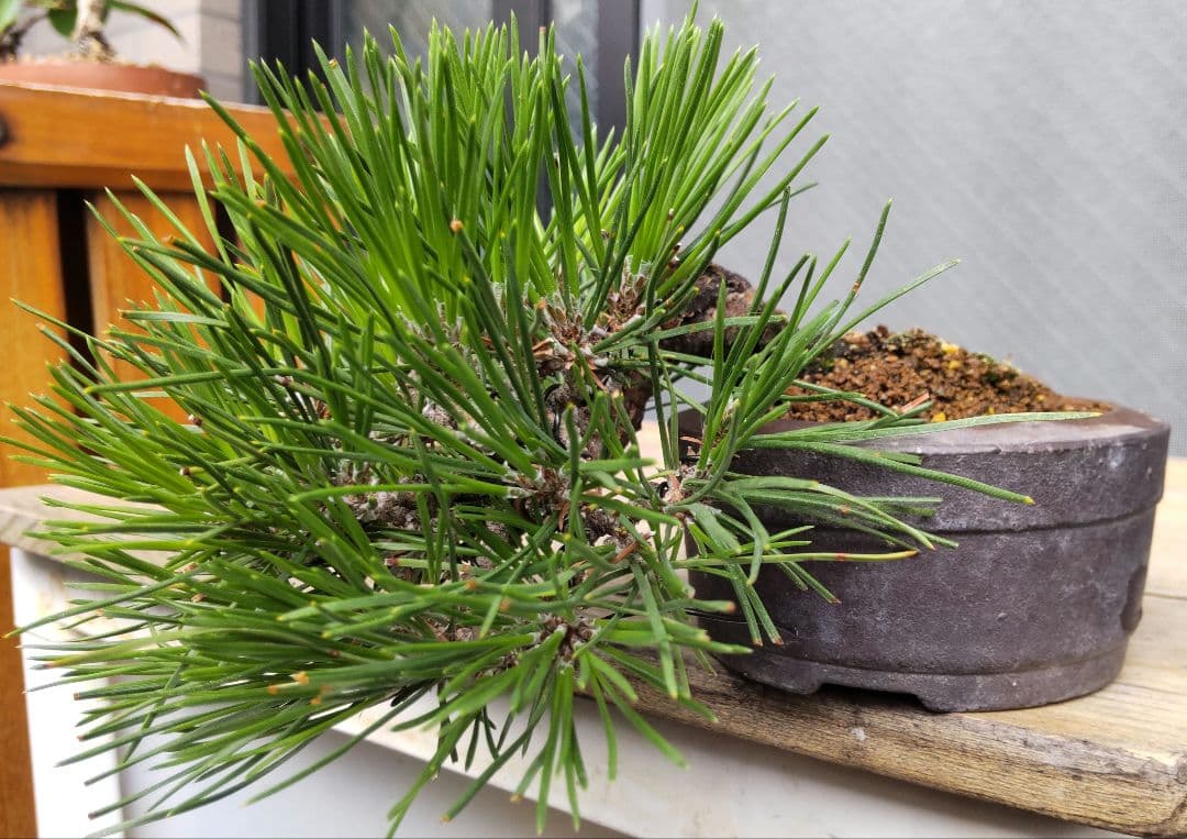 黒松　半懸崖　盆栽